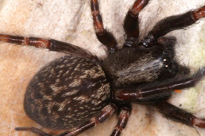 Badumna_insignis_D7946_Z_89_North Stradbroke island_Australie.jpg